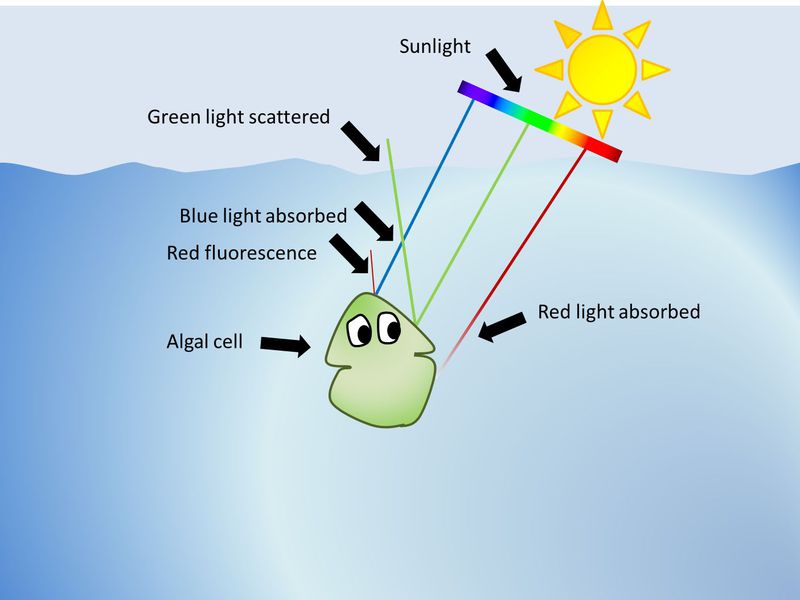 Fluorescence - image 1 new - diagram